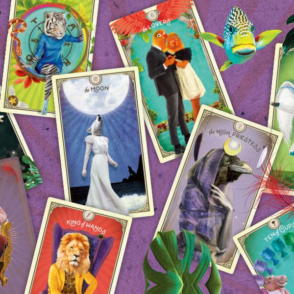 The Tarot of Curious Creatures | Tarot Deck