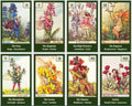 Flower Fairies Tarot Vintage Deck | Indie Tarot Deck