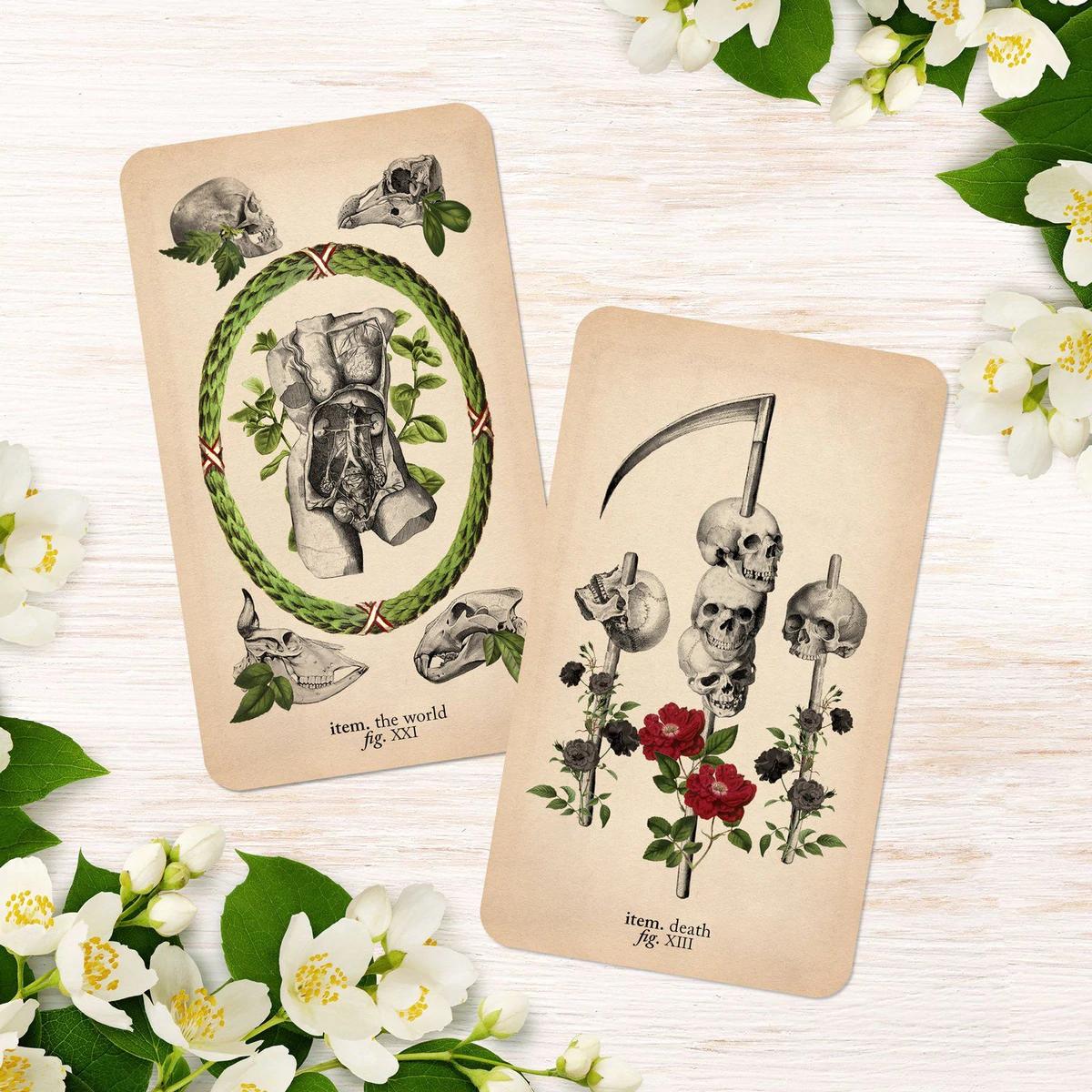 The Antique Anatomy Tarot | Kartu Tarot Deck